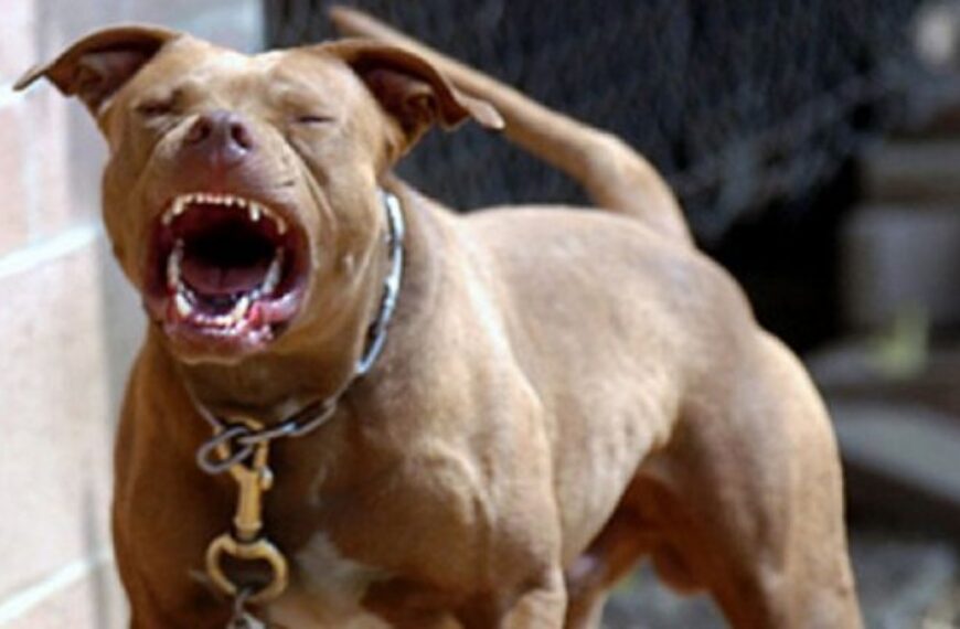 Tenencia de animales agresivos